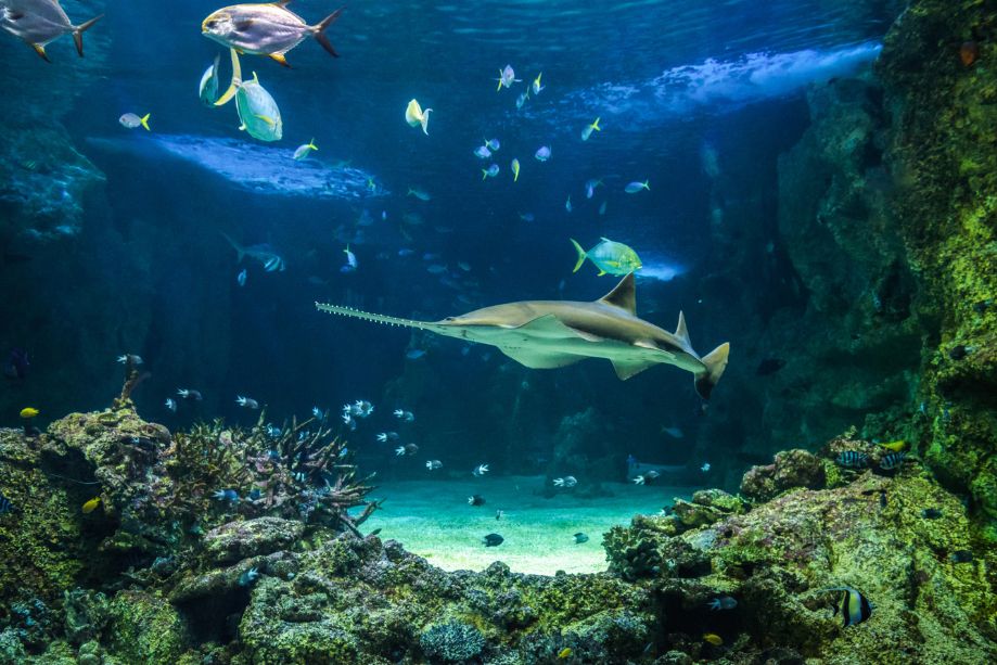 Jakarta Aquarium Safari